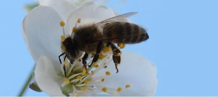 Arıları ne kadar tanıyorsunuz? Arılar hakkında ilginç bilgiler 8